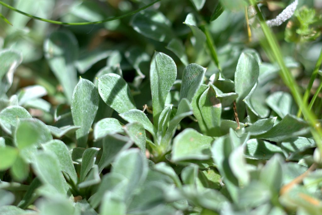 Antennaria dioica, fiori femminili