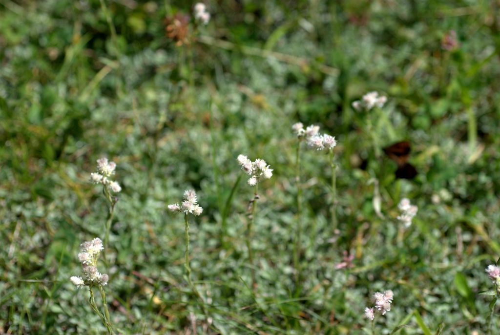 Antennaria dioica, fiori femminili