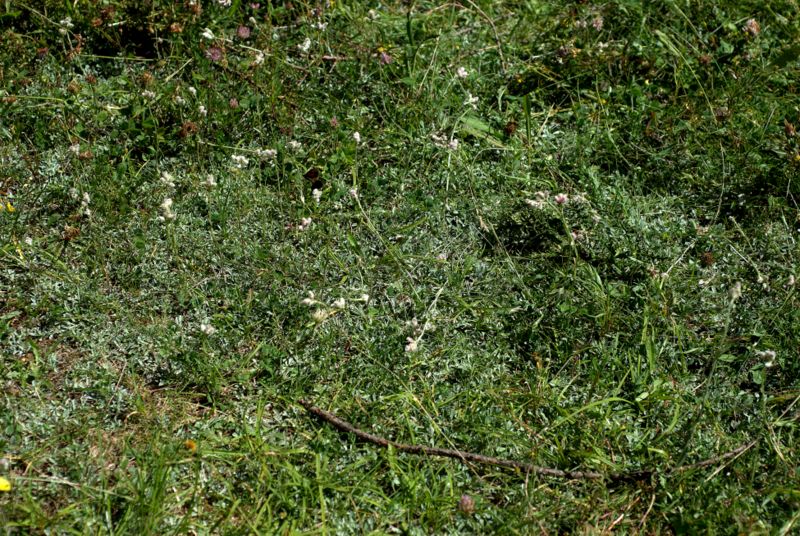 Antennaria dioica, fiori femminili