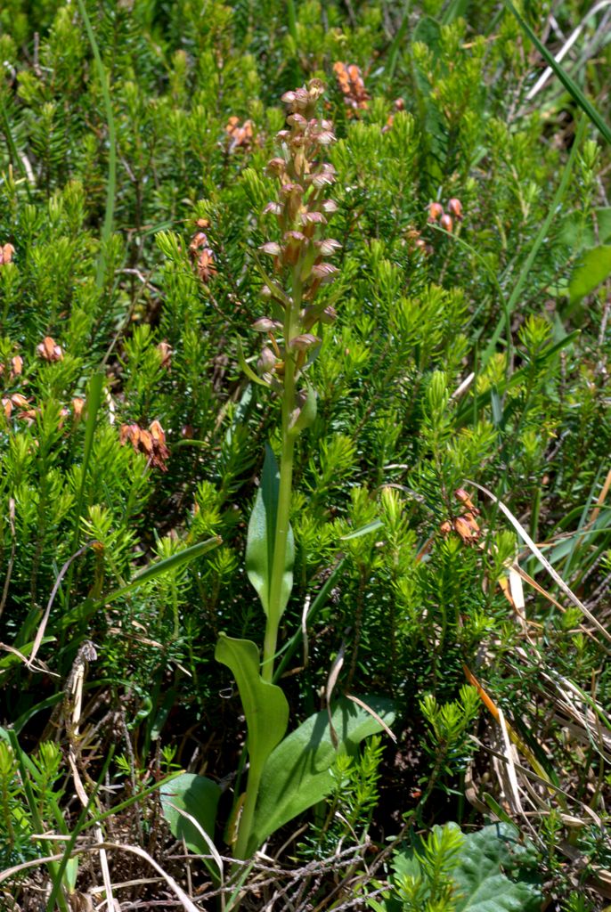 Coeloglossum viride