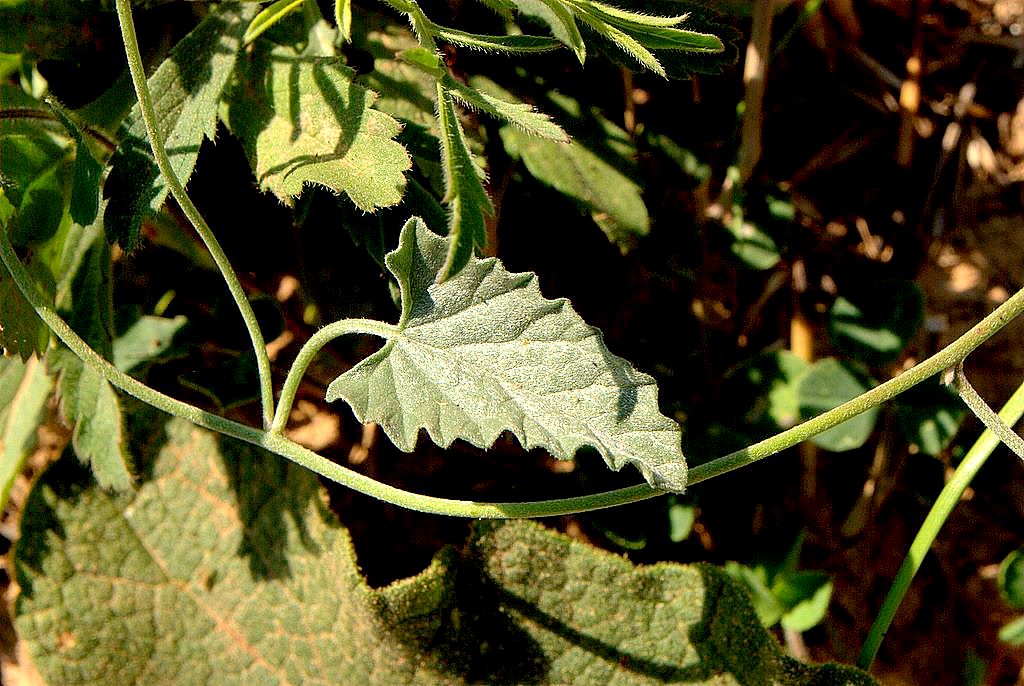 Convolvulus elegantissimus / Convolvolo elegantissimo