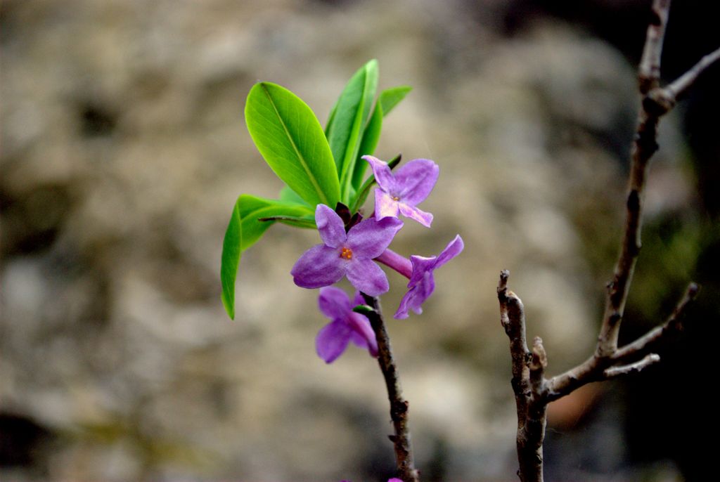Daphne mezereum / Mezereo, fior di stecco