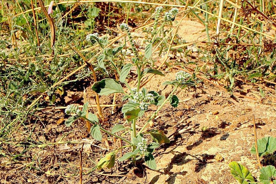 Heliotropium europaeum