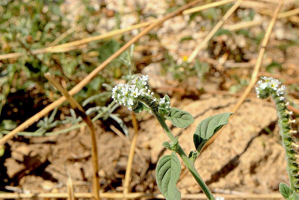 Heliotropium europaeum