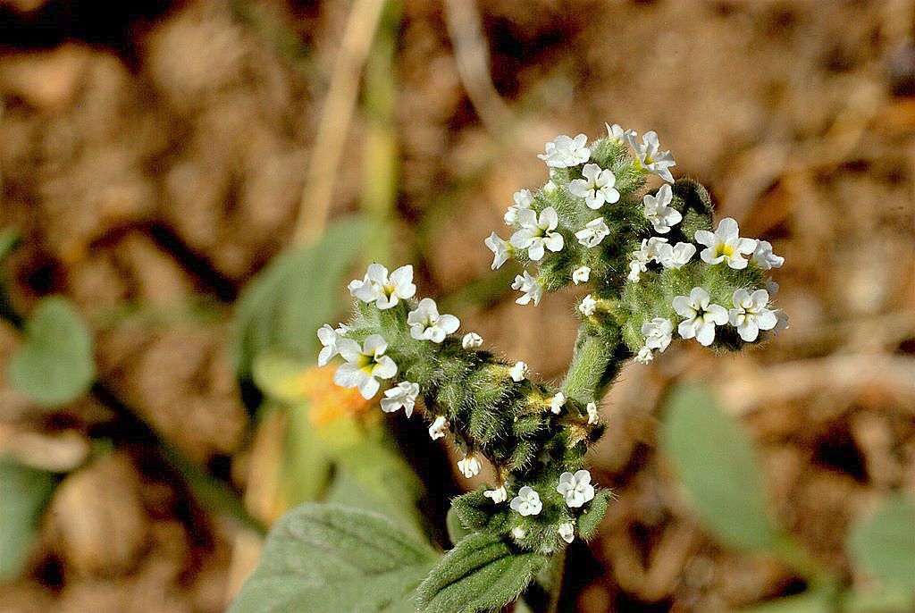 Heliotropium europaeum