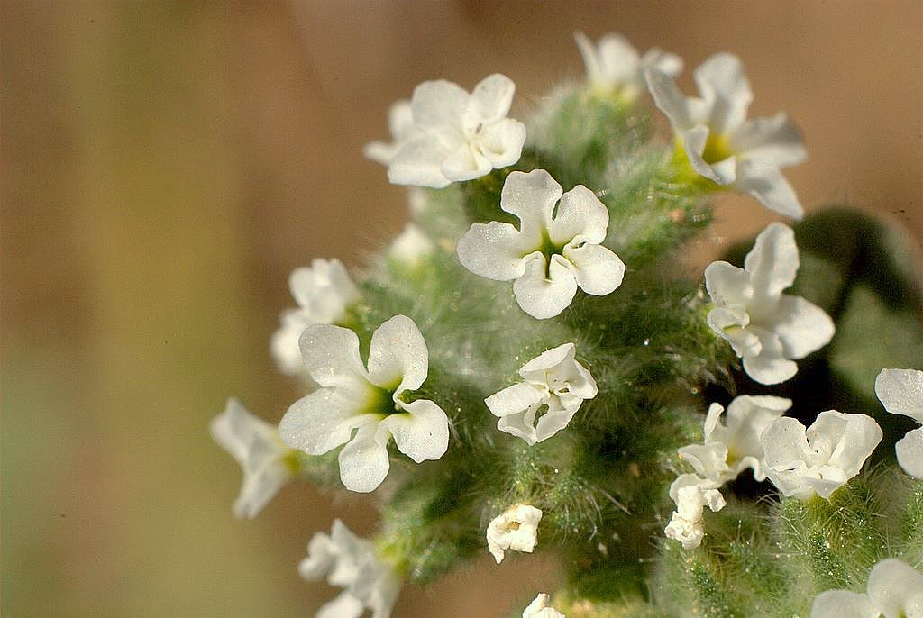 Heliotropium europaeum