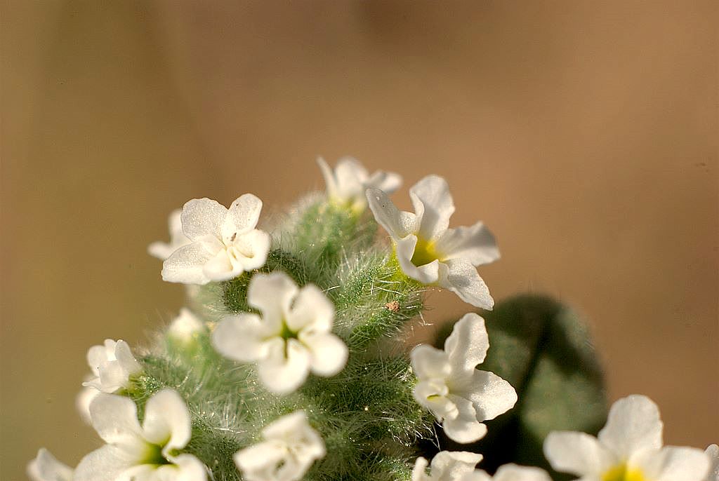 Heliotropium europaeum