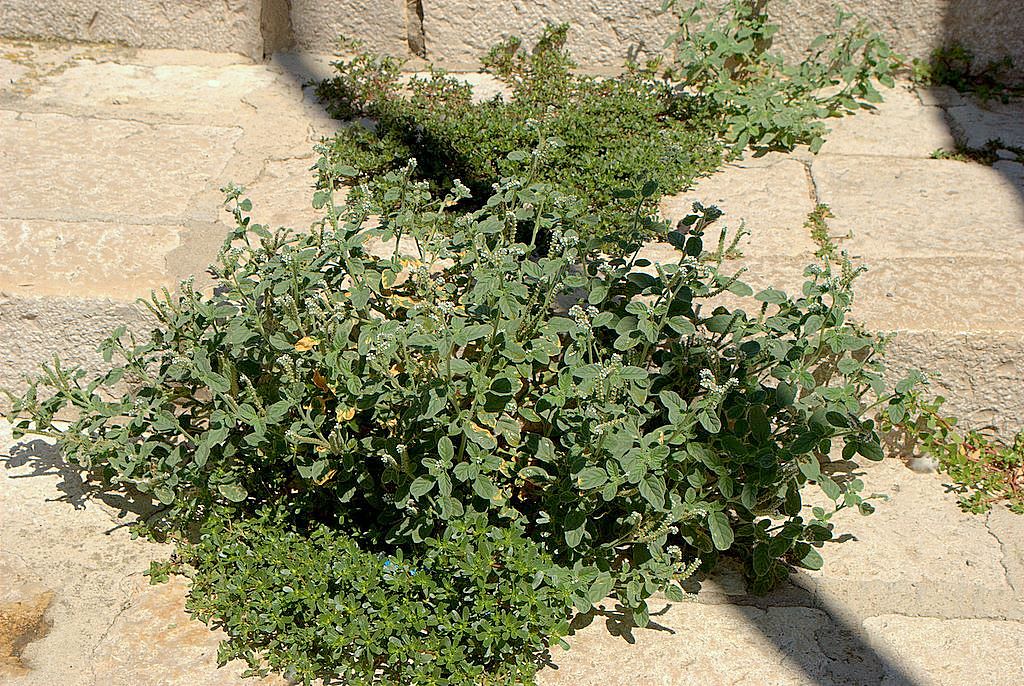 Heliotropium europaeum