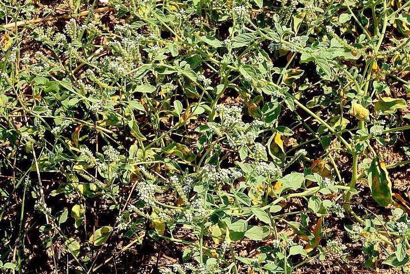 Heliotropium europaeum
