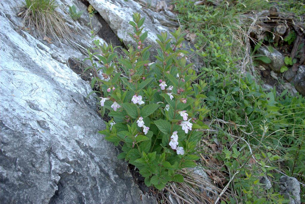 Melittis melissophyllum