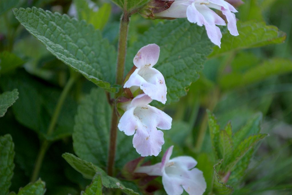 Melittis melissophyllum