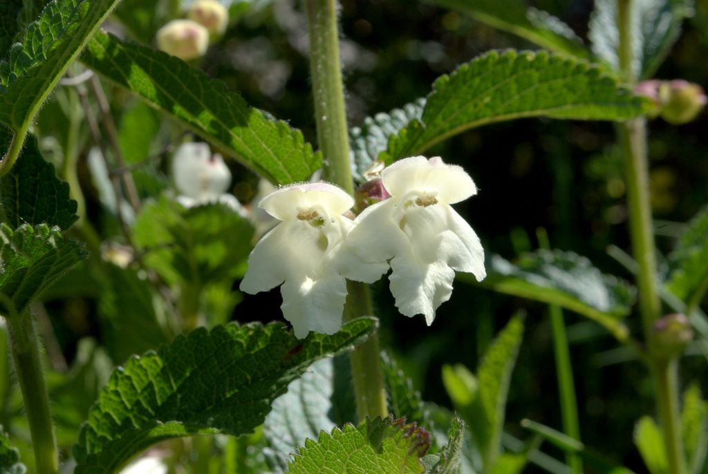 Melittis melissophyllum