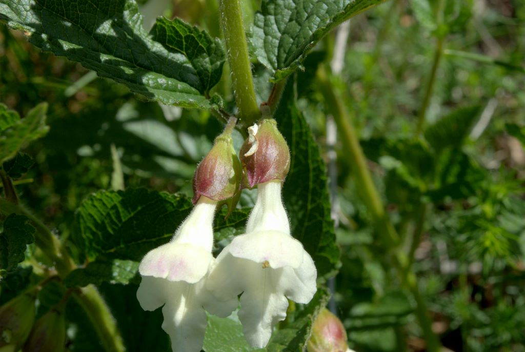 Melittis melissophyllum