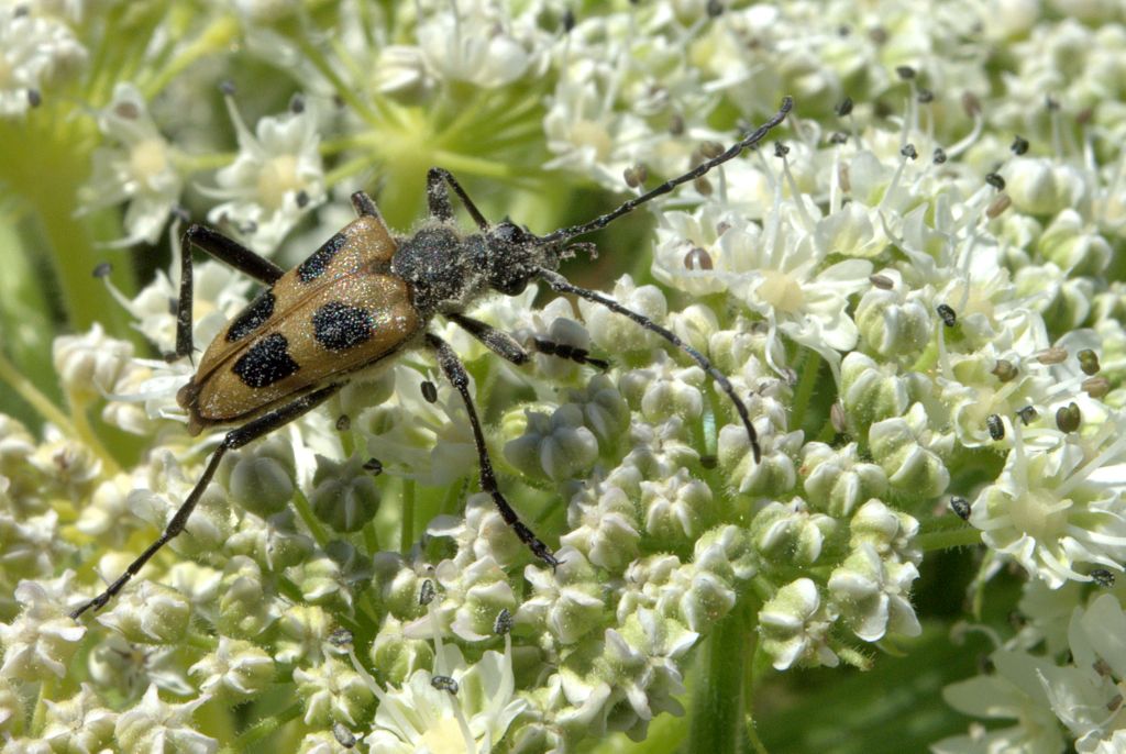 Cerambycidae, Pachyta quadrimaculata del Trentino (TN)