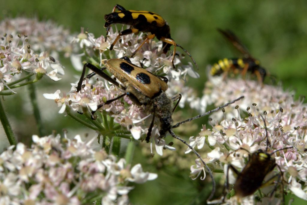 Cerambycidae, Pachyta quadrimaculata del Trentino (TN)