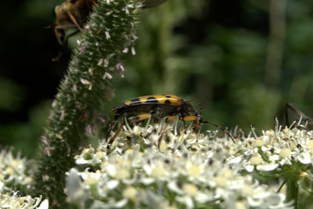 Rutpela maculata e compagni