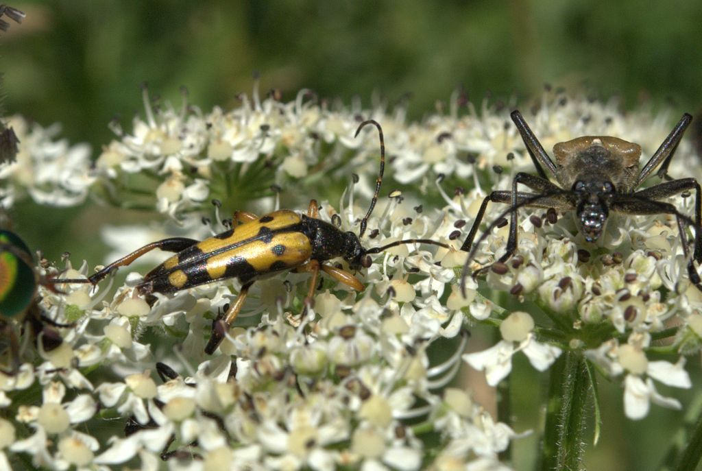 Rutpela maculata e compagni