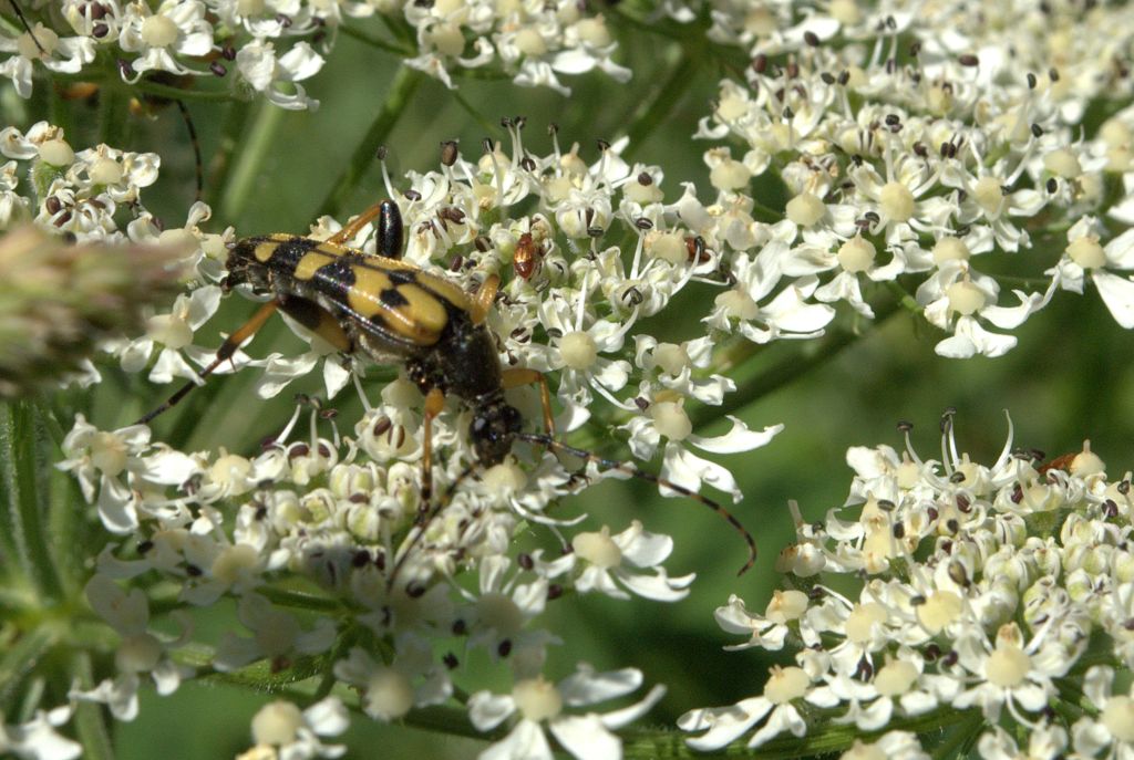 Rutpela maculata e compagni