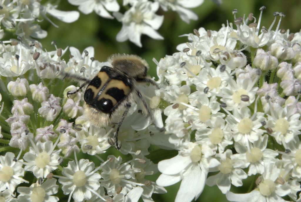 Trichius fasciatus