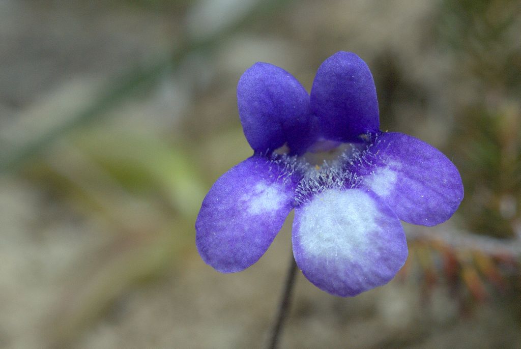 Pinguicula vulgaris / Pinguicola comune