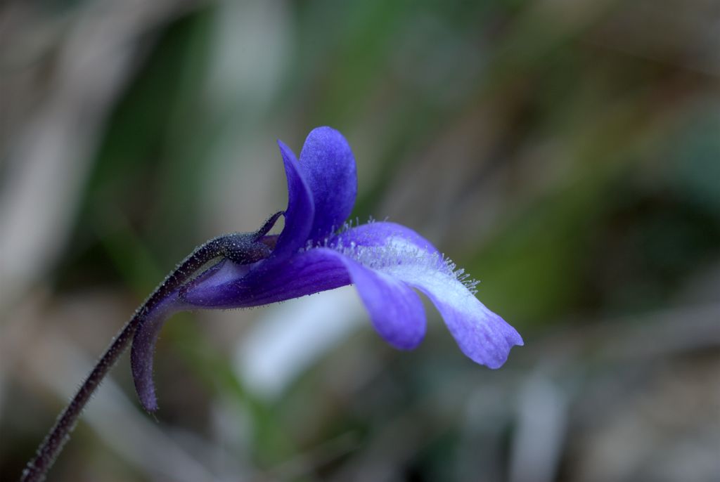 Pinguicula vulgaris / Pinguicola comune