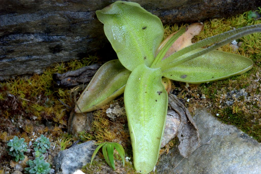 Pinguicula vulgaris / Pinguicola comune