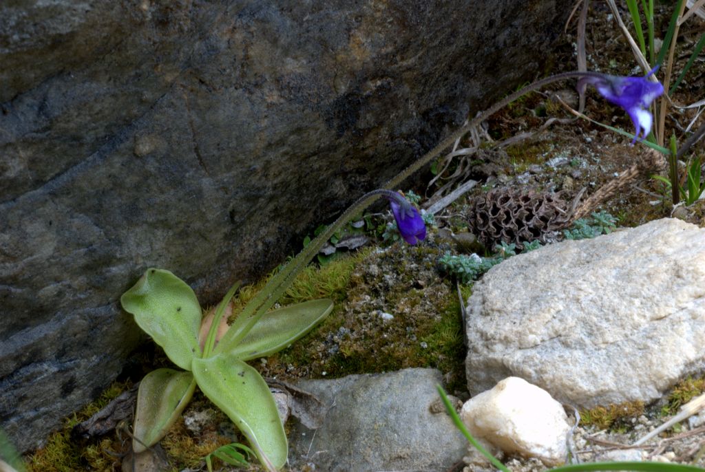 Pinguicula vulgaris / Pinguicola comune