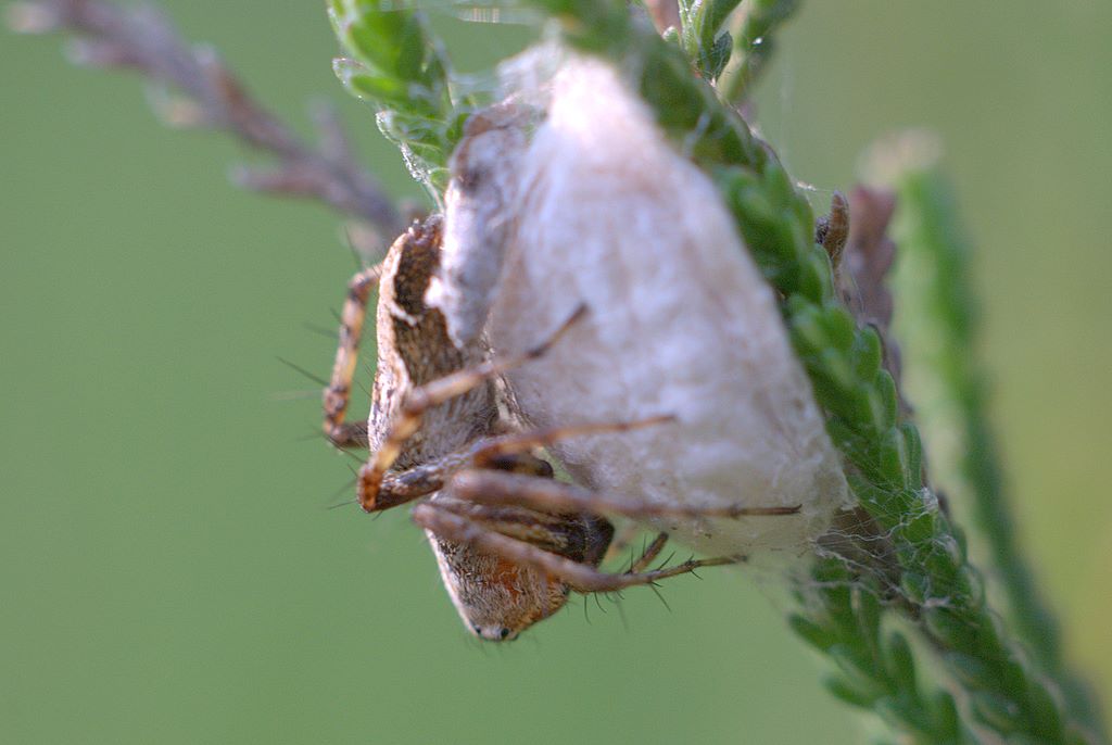 Oxyopes sp.