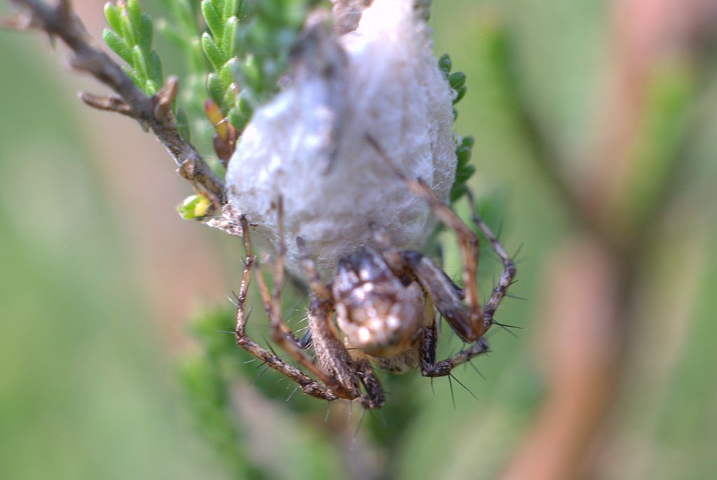 Oxyopes sp.