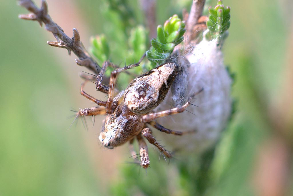 Oxyopes sp.