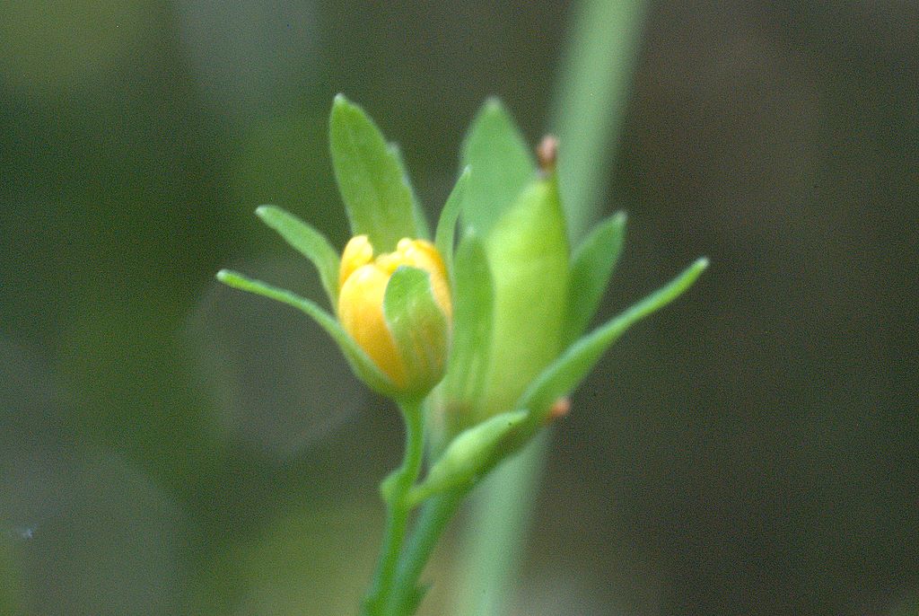 Hypericum mutilum / Erba di San Giovanni americana