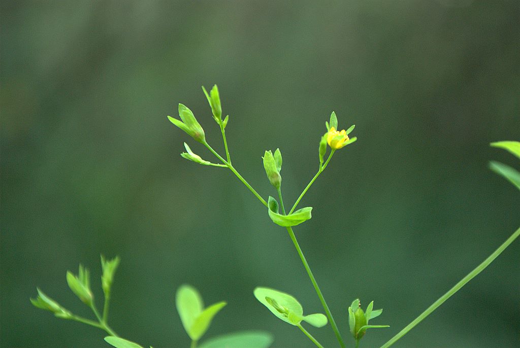 Hypericum mutilum / Erba di San Giovanni americana