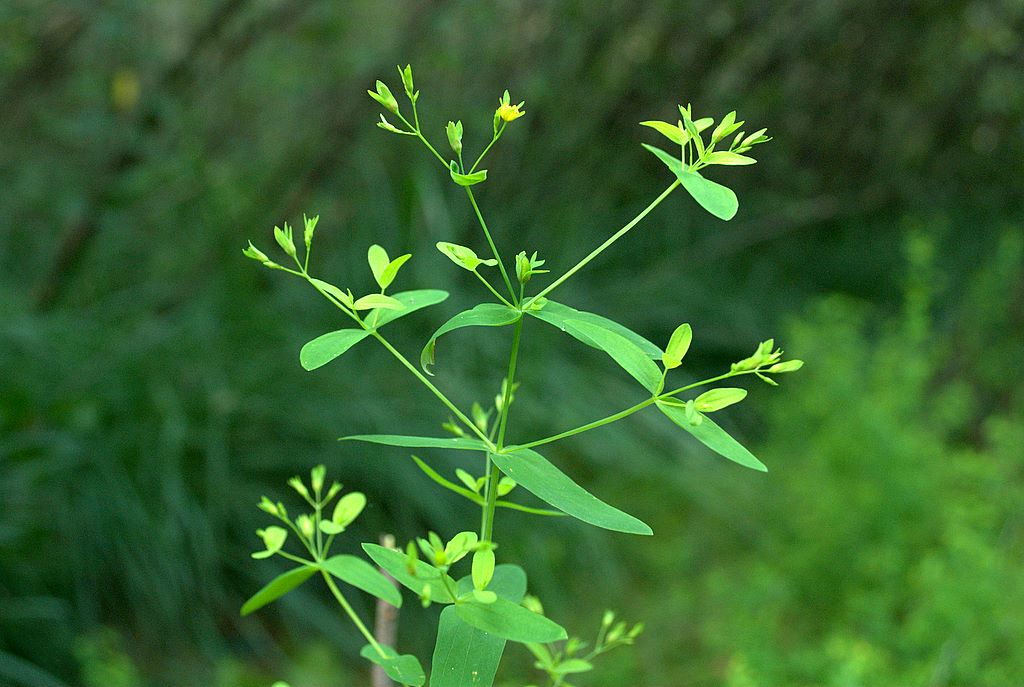 Hypericum mutilum / Erba di San Giovanni americana