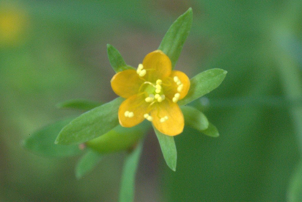 Hypericum mutilum / Erba di San Giovanni americana