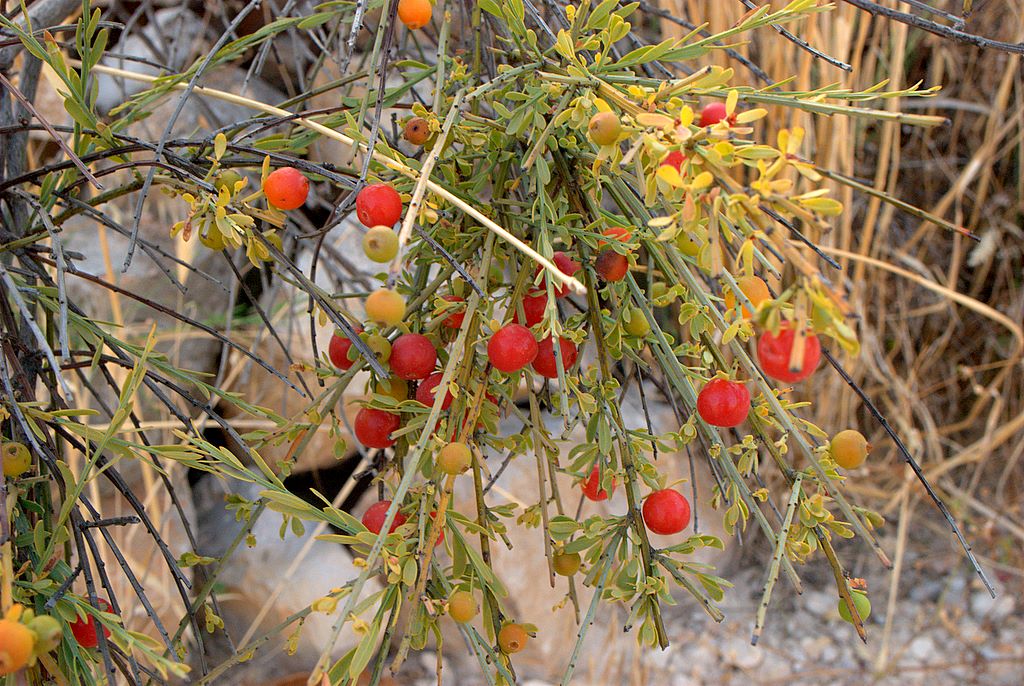 Bacche di quale pianta - Osyris alba