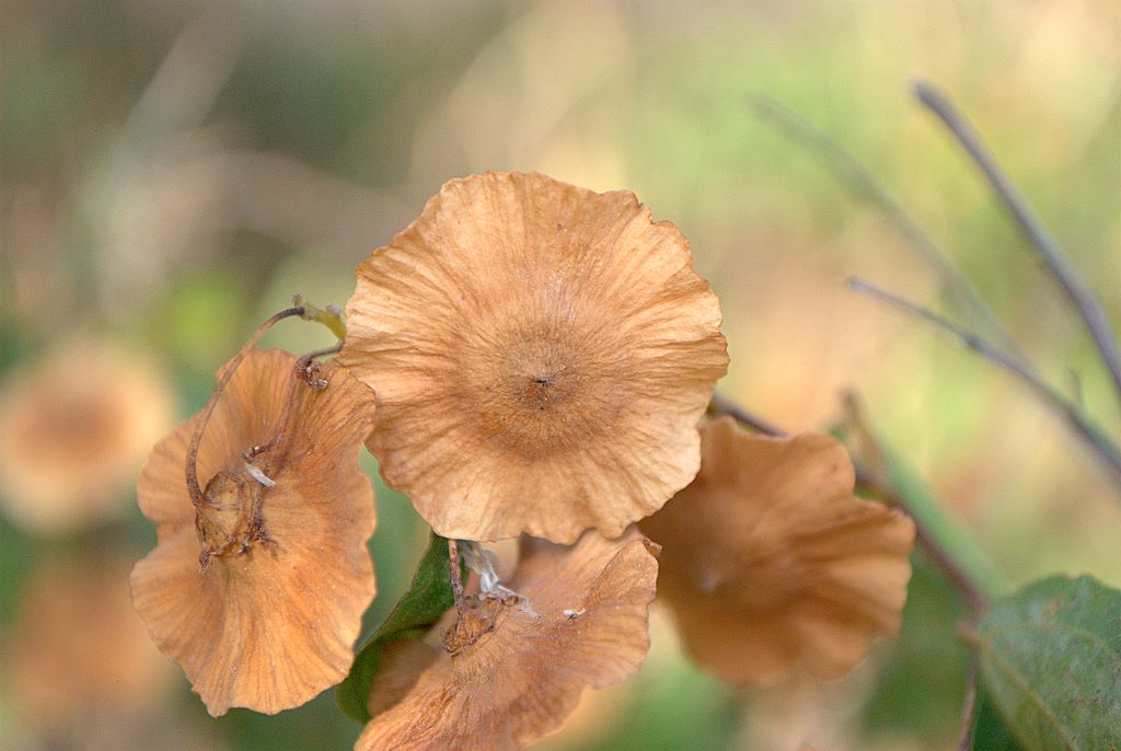 Paliurus spina-christi
