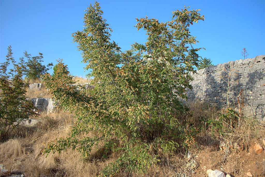 Paliurus spina-christi