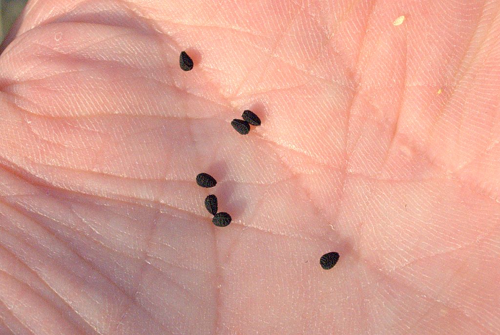 Di chi è questa capsula? - Nigella damascena