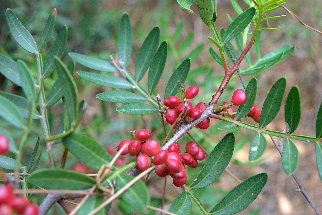 Arbusto da determinare - Pistacia lentiscus