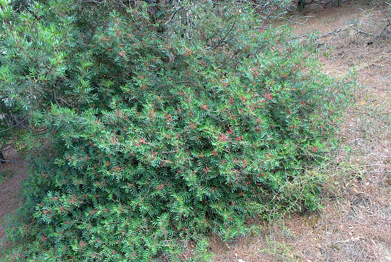Arbusto da determinare - Pistacia lentiscus