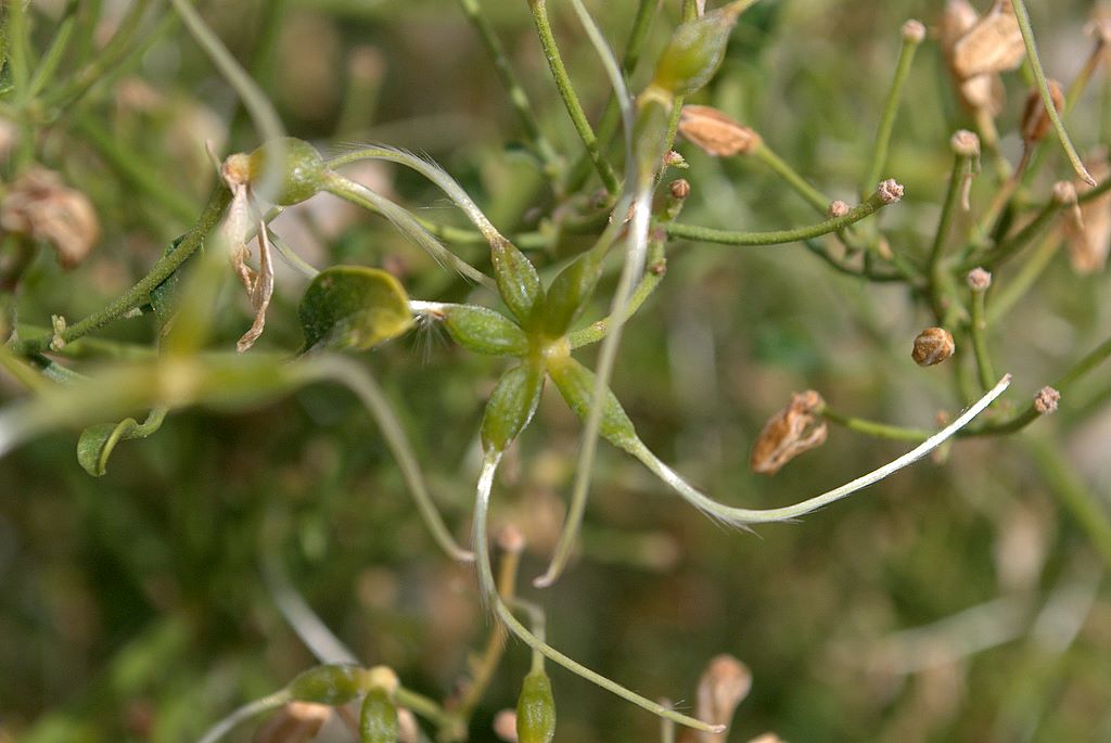 Clematis flammula