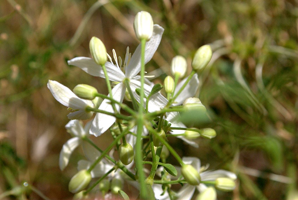 Clematis flammula