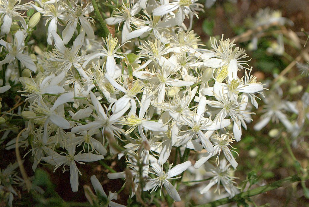Clematis flammula