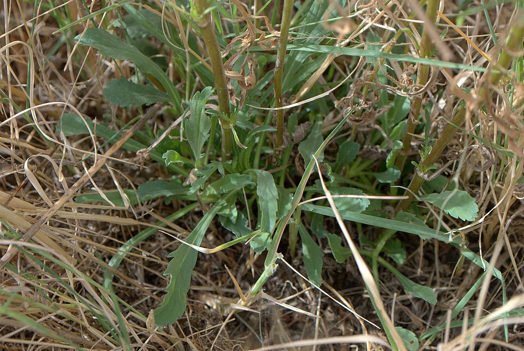 Sixalix atropurpurea / Vedovina marittima