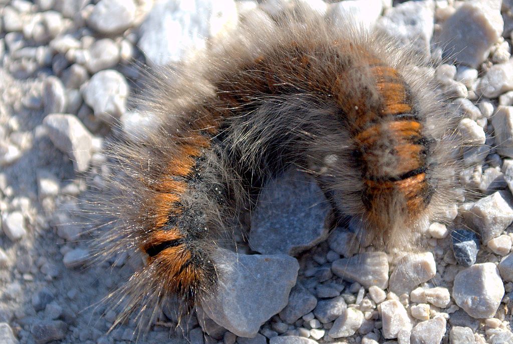 Bruco da identificare - Macrothylacia rubi