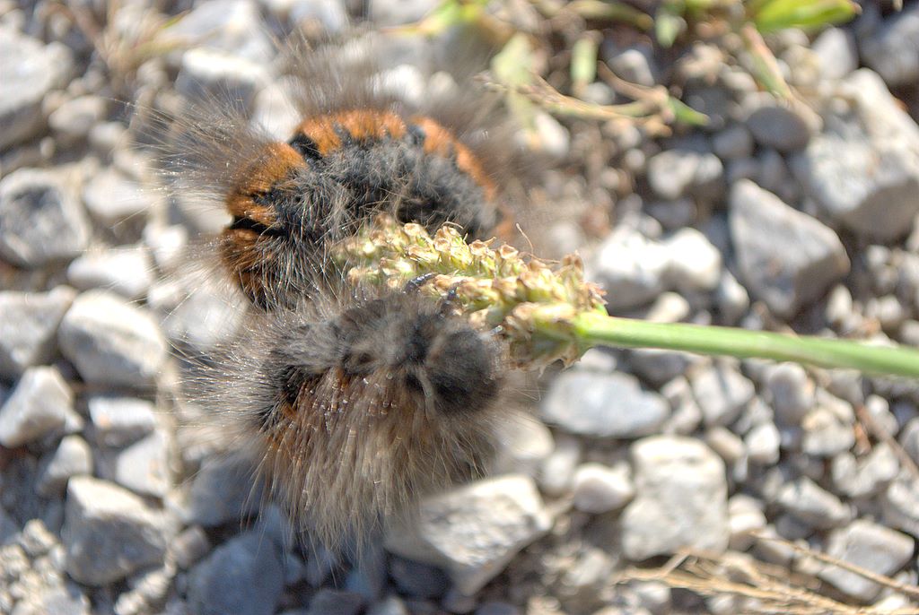 Bruco da identificare - Macrothylacia rubi