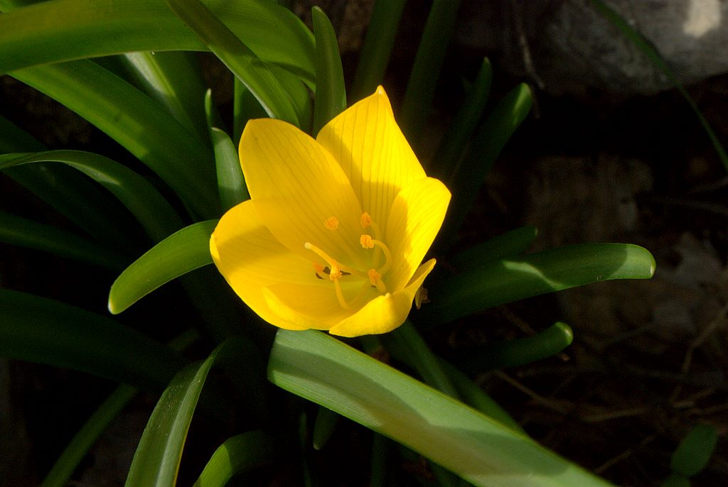 Sternbergia lutea