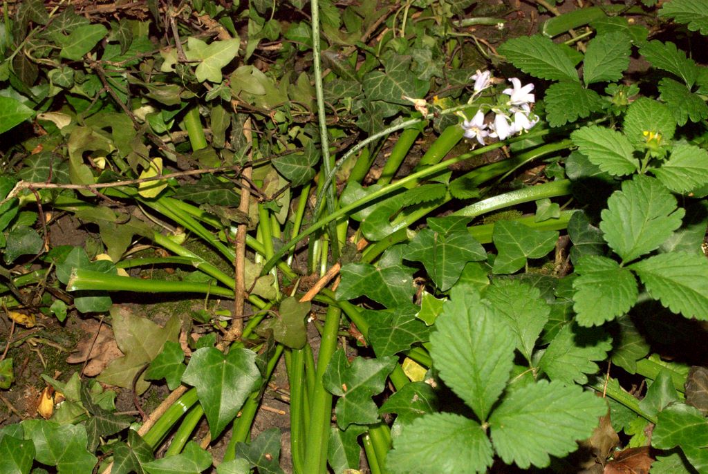 Hyacinthoides non-scripta