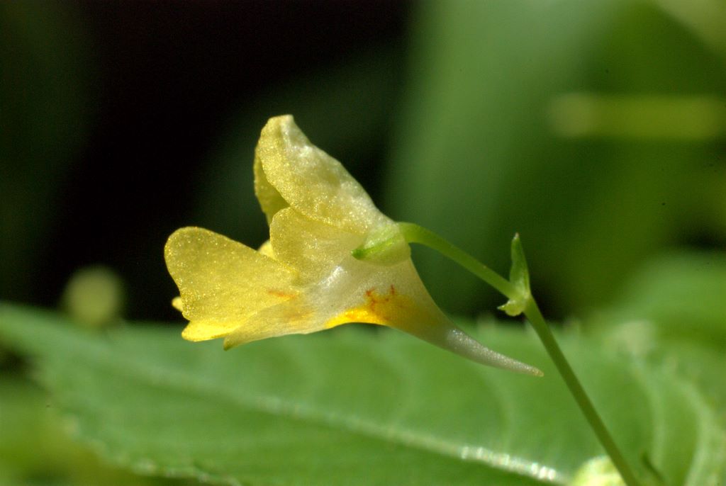Impatiens parviflora / Balsamina minore
