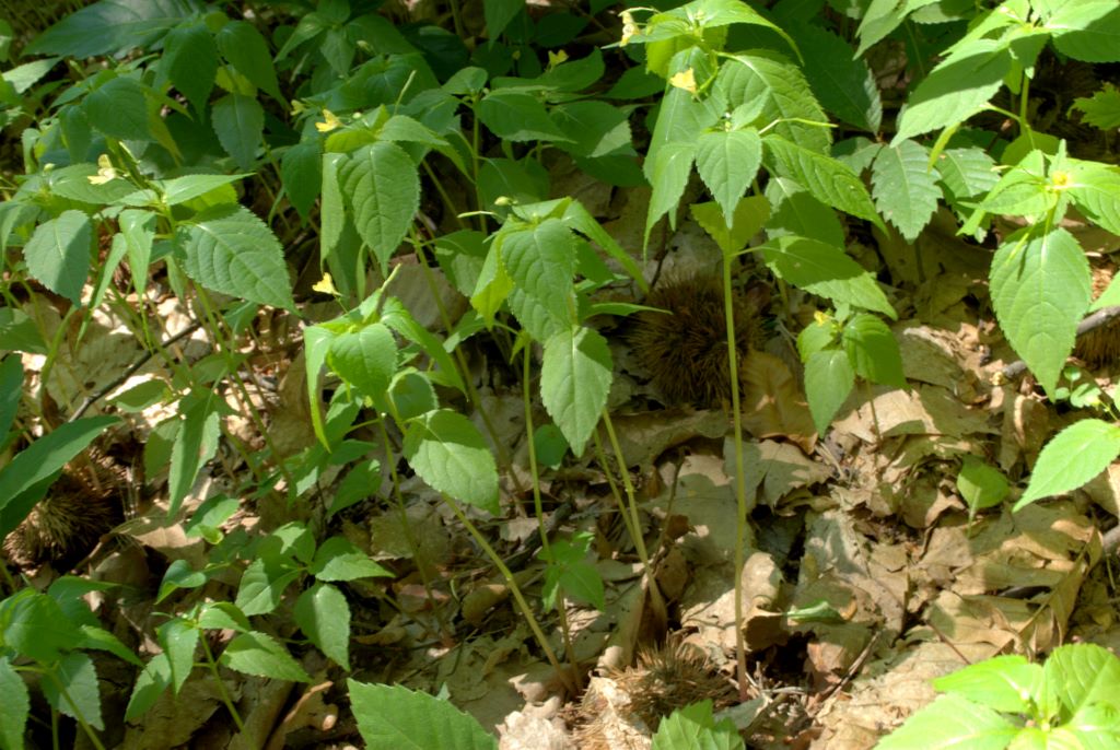 Impatiens parviflora / Balsamina minore